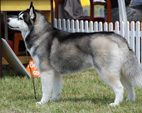 Siberian Husky - NEW LEGEND