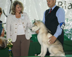 Siberian Husky - NEW LEGEND