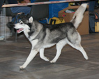 Siberian Husky - NEW LEGEND