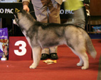 Siberian Husky - NEW LEGEND