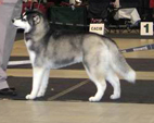 Siberian Husky - NEW LEGEND