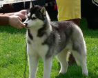 Siberian Husky - NEW LEGEND