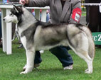 Siberian Husky - NEW LEGEND