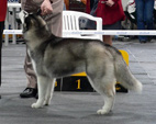 Siberian Husky - NEW LEGEND