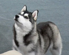 Siberian Husky - NEW LEGEND