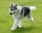 Siberian Husky - NEW LEGEND