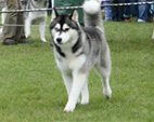 Siberian Husky - NEW LEGEND