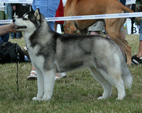 Siberian Husky - NEW LEGEND