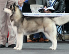 Siberian Husky - NEW LEGEND