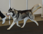 Siberian Husky - NEW LEGEND