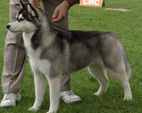 Siberian Husky - NEW LEGEND