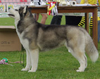 Siberian Husky - NEW LEGEND