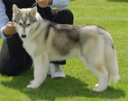Siberian Husky - NEW LEGEND