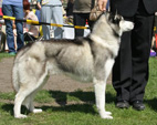Siberian Husky - NEW LEGEND