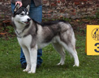 Siberian Husky - NEW LEGEND