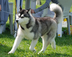 Siberian Husky - NEW LEGEND