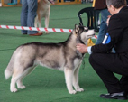 Siberian Husky - NEW LEGEND
