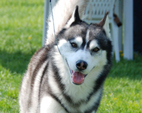 Siberian Husky - NEW LEGEND