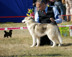 Siberian Husky - NEW LEGEND