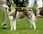 Siberian Husky - NEW LEGEND