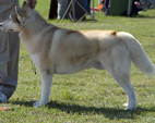 Siberian Husky - NEW LEGEND