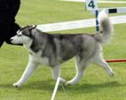 Siberian Husky - NEW LEGEND