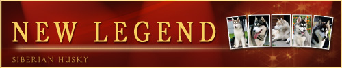 Siberian Husky Newlegend