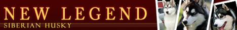 Siberian Husky Newlegend
