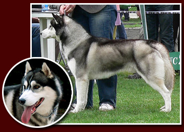 SWIFT WOLF Fortunatus